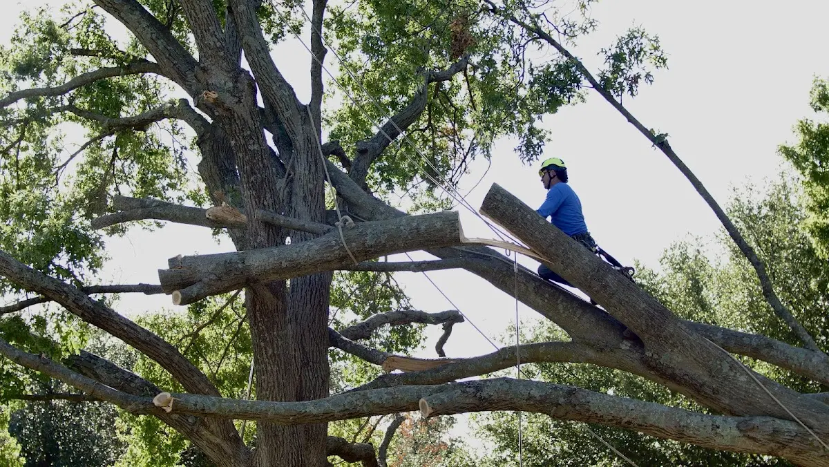 Professional Crown Thinning performed by certified arborists in Van Hornesville