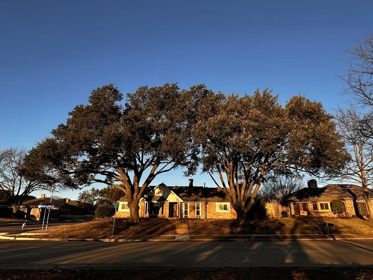 Established residential canopy tree shading a home in Van Hornesville